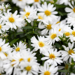 Astra krovitá (Aster dumosus) ‘SCHNEEKISSEN’ - výška 10-15 cm, kont. C1,5L